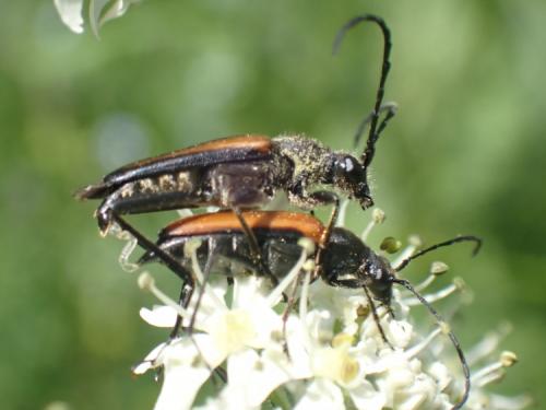 Anastrangalia dubia